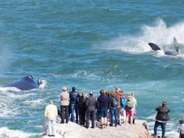 Embark on a unique journey to Cape Town and its stunning surroundings, expertly crafted for families and groups seeking connection…
