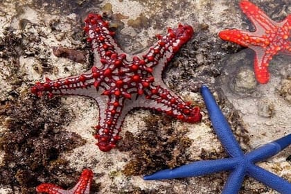 Zanzibar Jozani Forest, Kuza Cave and Blue Lagoon with Starfishes