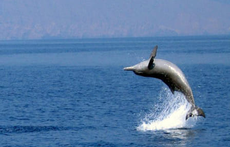Full-Day Dhow Cruise and Snorkeling in Musandam from Dubai