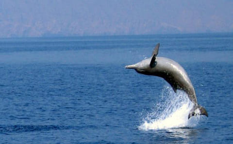 Full-Day Dhow Cruise and Snorkeling in Musandam from Dubai