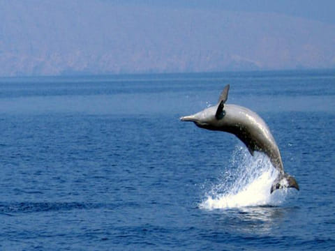 Musandam Khasab Full-Day Dhow Cruise Tour from Dubai