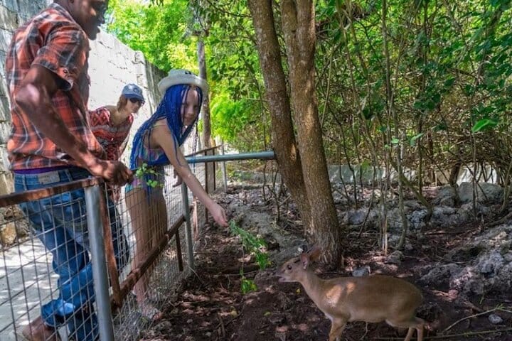 Mnemba Island Dolphins Watching and Snorkeling