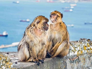 From Malaga: Gibraltar Rock Tour private day tour