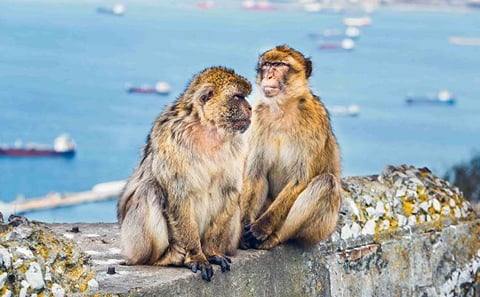From Malaga: Gibraltar Rock Tour private day tour