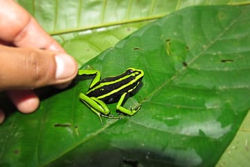 Jungle Paradise Tour: Carpishuyacu Waterfall & Thermal Baths in Tarapoto