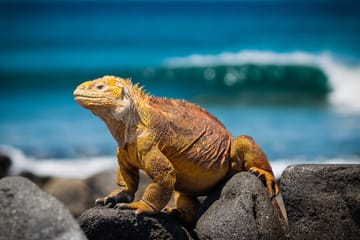 Andes and Galapagos Cultural and Nature Tour in Peru