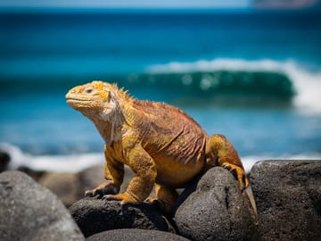Shades of Peru, Private Tour