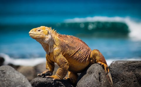 Andes and Galapagos Cultural and Nature Tour in Peru