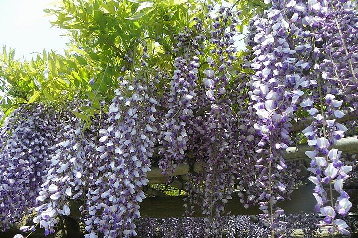 Guided Walking Tour in Hama Rikyu Gardens