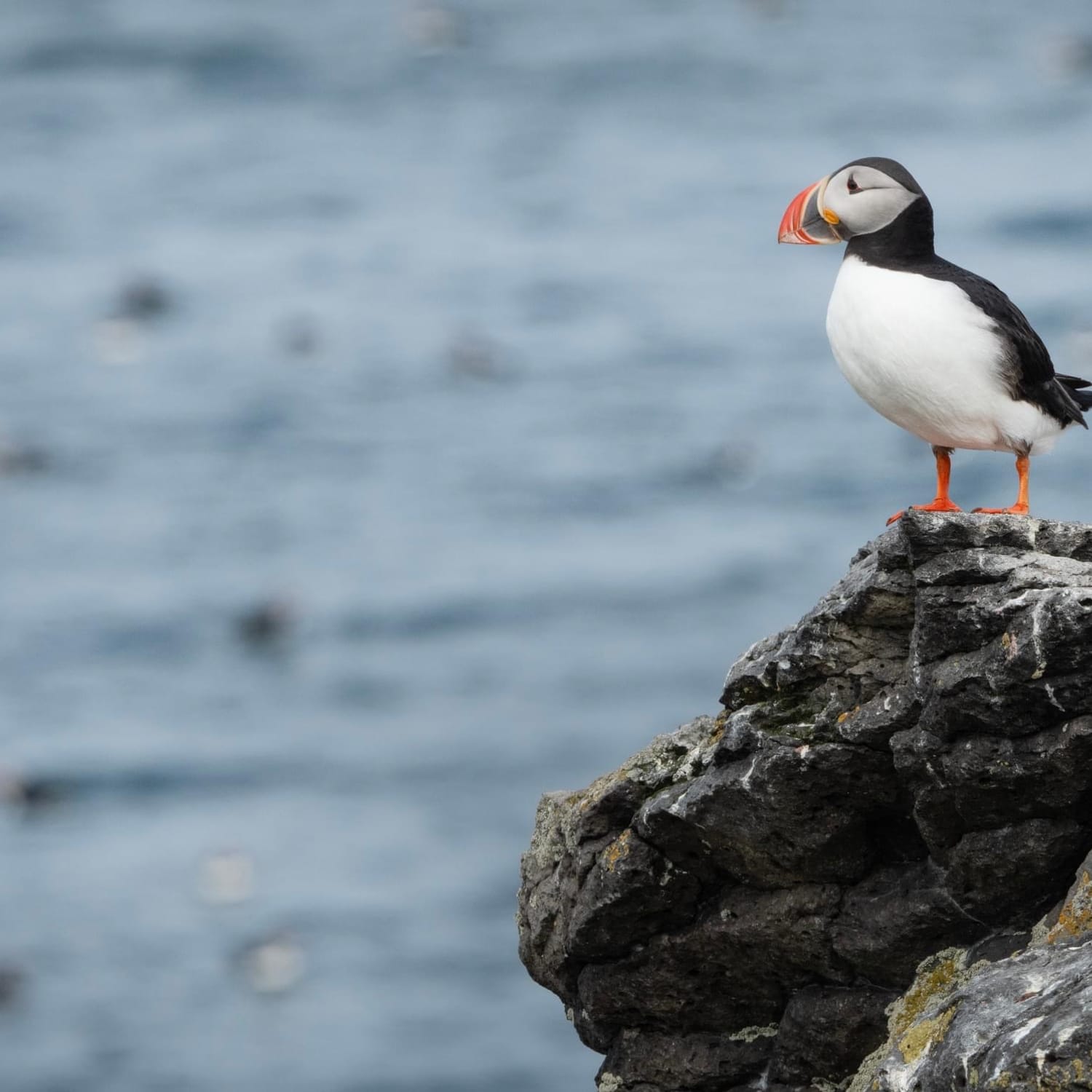 Puffin4 Puffin Party
