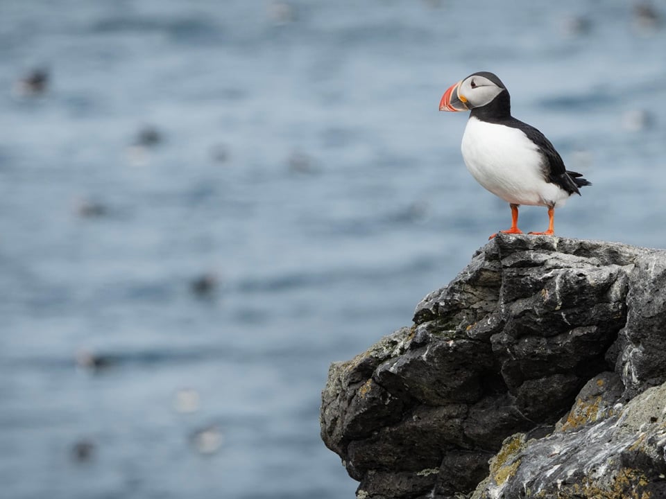 Puffin Party — Sjóferðir ehf