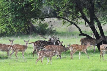 Knuckles and Wasgamuwa trail from Colombo