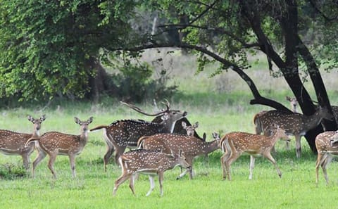 Three-Day Adventure Tour of Knuckles and Wasgamuwa from Colombo