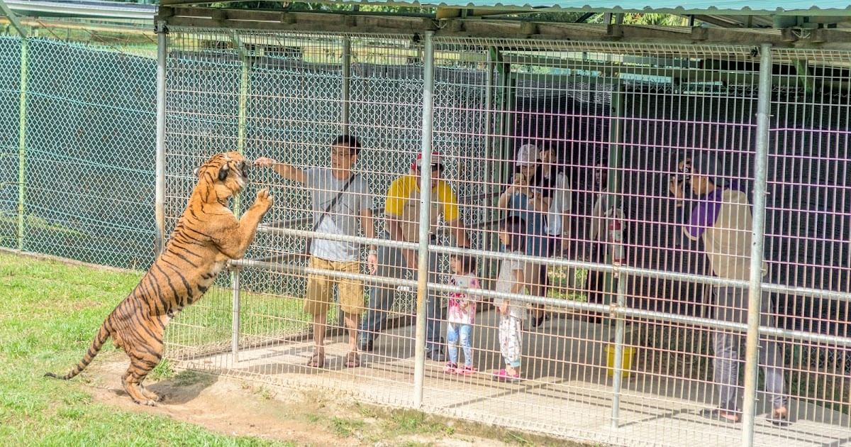 لحظة مليئة بالإثارة! شاهدوا عن قرب كيف يتم إطعام النمر الآسيوي في تجربة لا مثيل لها