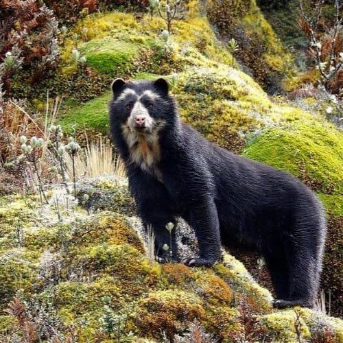 privated tour Antisana Volcano and Bird watching for begginers