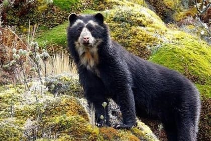 privated tour Antisana Volcano and Bird watching for begginers