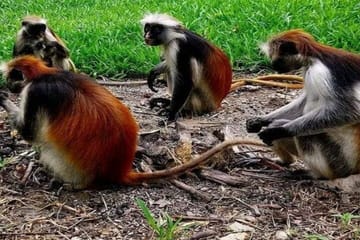 Zanzibar Jozani Forest Reserve Guided Half-Day Tour