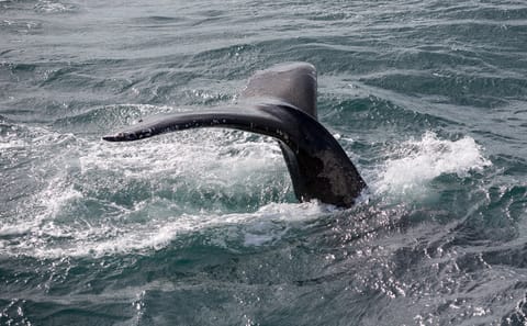 Whale Watching and Lava Show Tour in Reykjavik