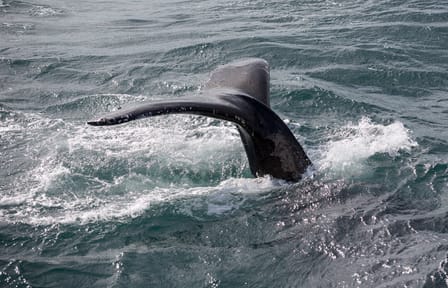 Whale Watching and Lava Show Tour in Reykjavik
