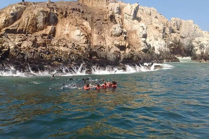 Palomino Islands Sea Lion Swimming Tour 2