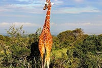 Giraffe
