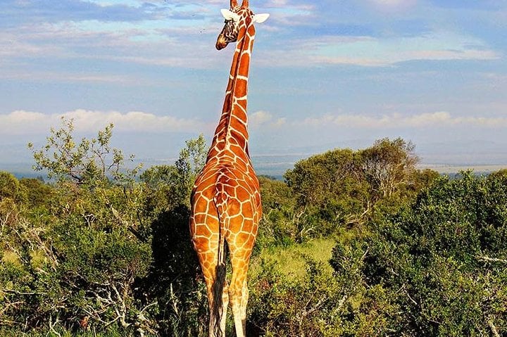 Giraffe