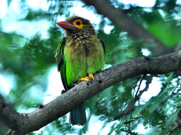 Bird Watching and Trekking in Udawatta Kele, Kandy
