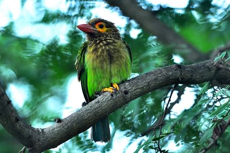 Bird Watching and Trekking in Udawatta Kele Sanctuary, Kandy