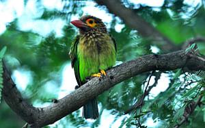 Bird watching & trekking in Udawatta Kele Sanctuary