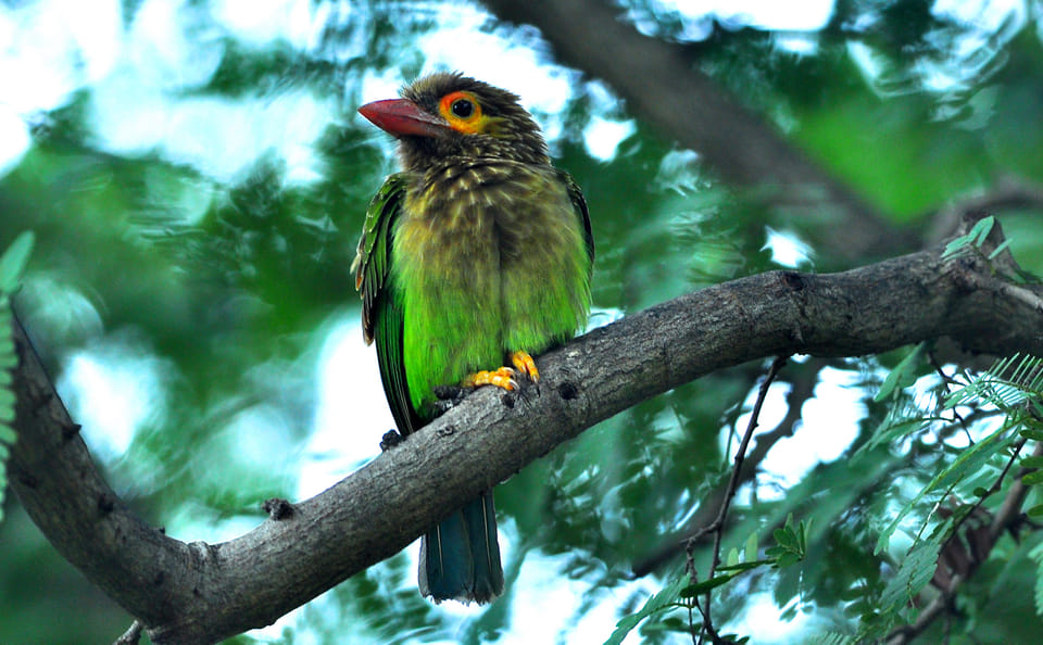 Bird Watching and Trekking in Udawatta Kele, Kandy