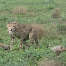 4-Day Tanzania Group Safari Tarangire, Serengeti & Ngorongoro Crater – The Ultimate Shared Safari Adventure 2