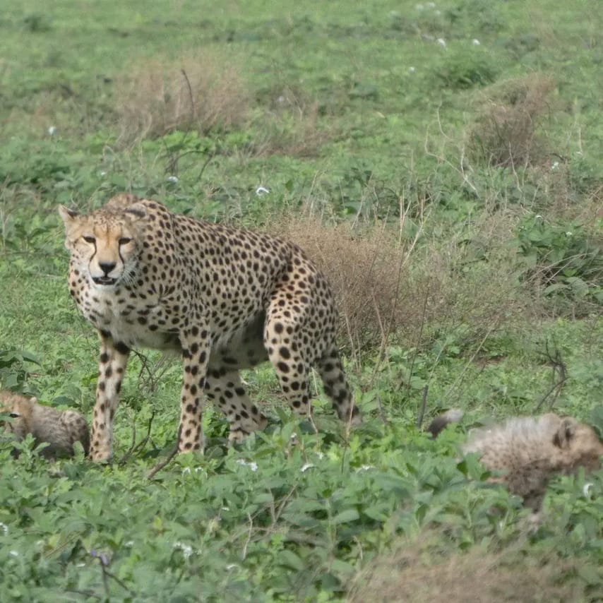 4-Day Tanzania Group Safari Tarangire, Serengeti & Ngorongoro Crater – The Ultimate Shared Safari Adventure 2