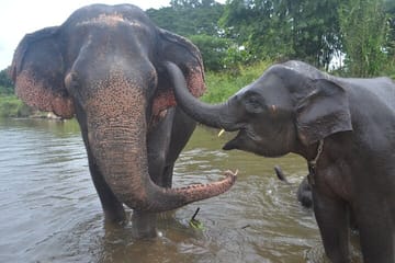 Inthanon Heaven Trail(Living Green Elephant Sanctuary)