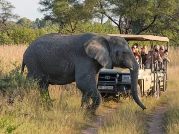Sunset Safari Tour at Aquila Game Reserve from Cape Town