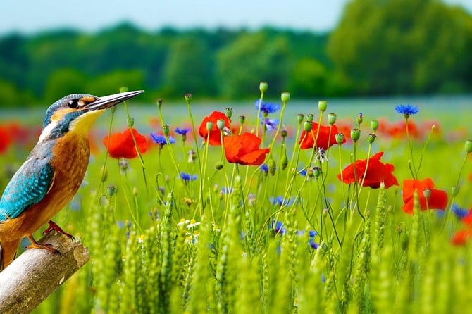 19 Days Mera Peak Climbing & Expedition – One Life-Changing Himalayan Adventure