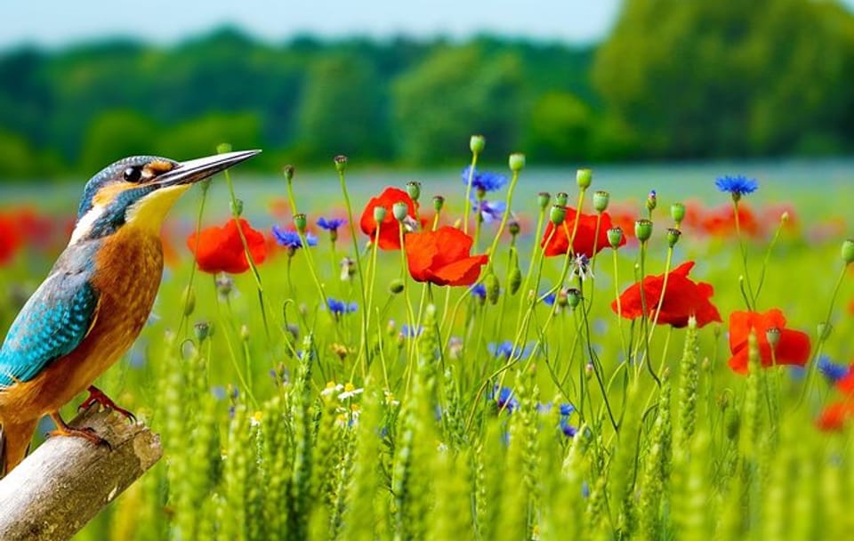 Koshi Tappu Aqua Birds Watching Camp – 4 Days beyond the experience