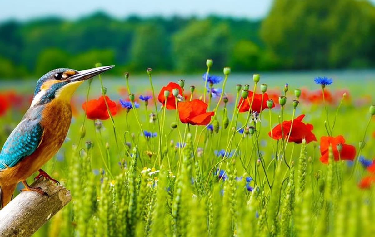 Koshi Tappu Aqua Birds Watching Camp – 4 Days beyond the experience