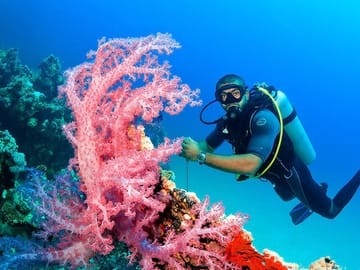 Full-Day Diving Tour in Hurghada with Lunch and Two Sites