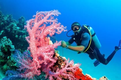 Hurghada: Full-Day Diving Tour with Lunch & Two Dive Sites
