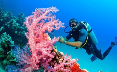 Full-Day Diving Tour in Hurghada with Lunch and Two Sites