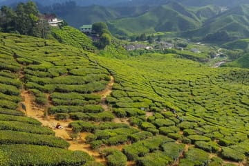 Cameron Highlands Day Tour from Ipoh with Lavender Garden and Tea Plantation