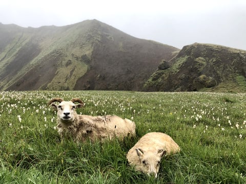 PRIVATE: Hiking up Reykjadalur Valley - Hot River , photo 5