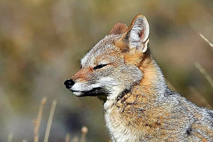 4-Day Atacama Desert Experience with Hotel, Tours & Meals