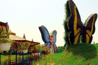  Dubai Butterfly Garden Admission Ticket 8
