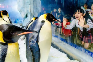 Explore Zhuhai Chimelong Ocean Kingdom Theme Park Experience