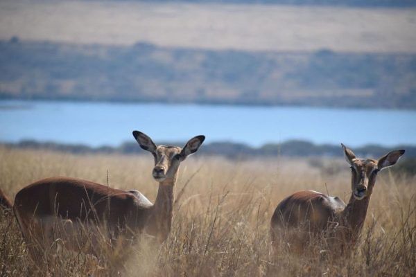 Majestic wildlife grazing peacefully by a shimmering lake at Tala Game Reserve.