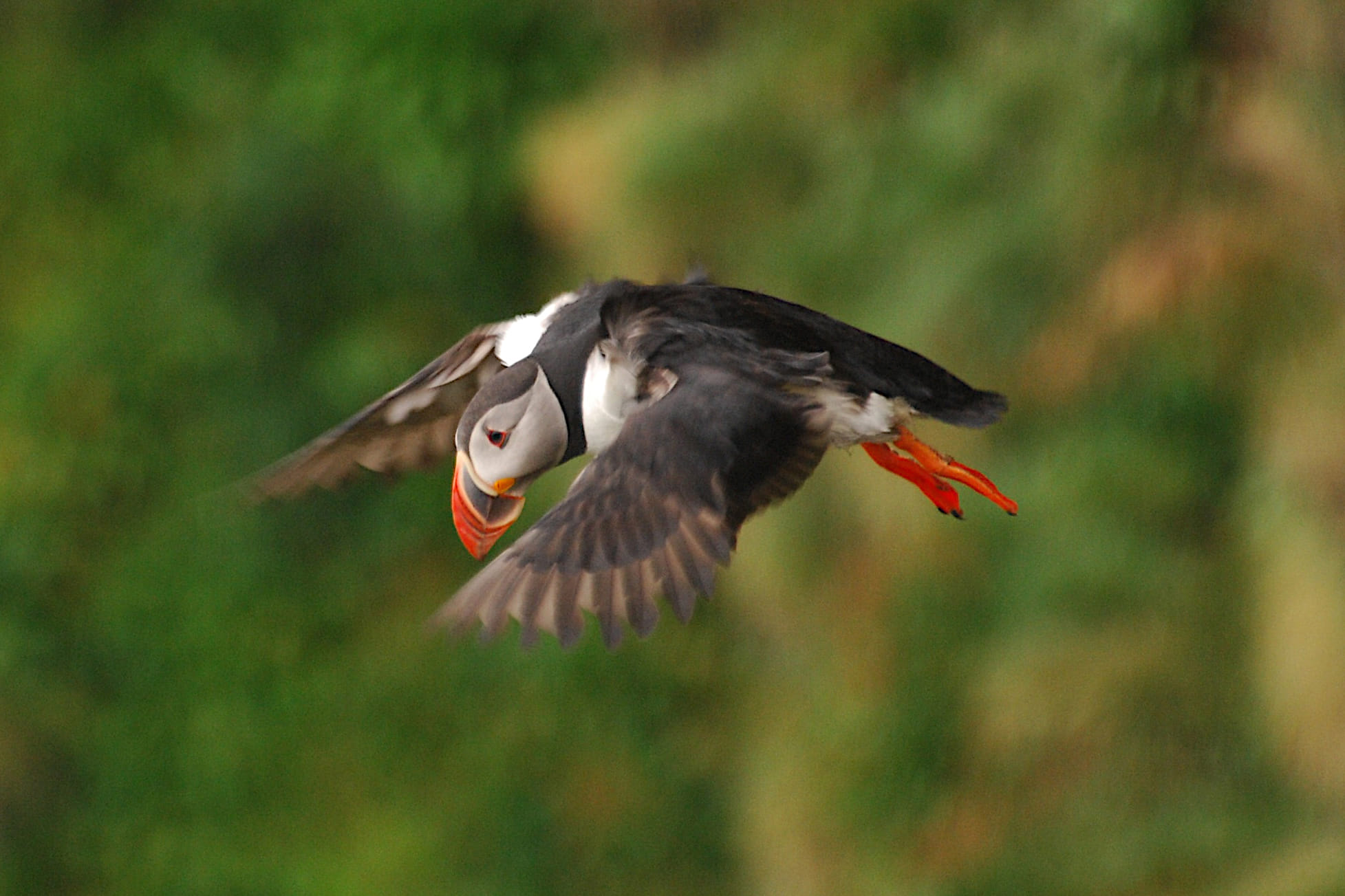 captured with Nikon on a Ingólfshöfði Puffin Tour