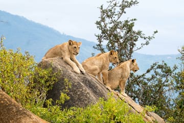 One Day Wildlife Safari in Tsavo East National Park, Kenya