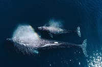 Whale Watching Experience in Mirissa 3