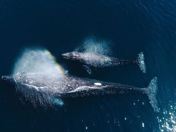 Whale Watching Tour from Mirissa, Sri Lanka